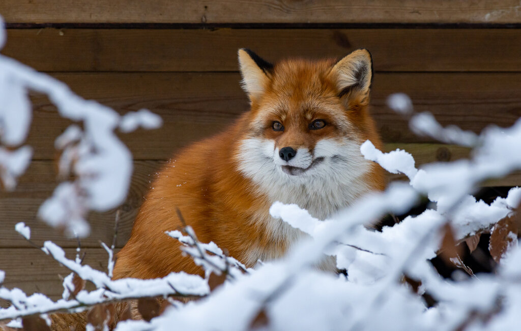 Domy wakacyjne - Hörby/Ringsjön , Szwecja - S12209 18