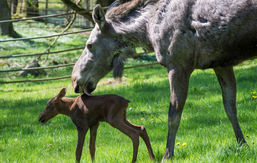 Domy wakacyjne - Hörby/Ringsjön , Szwecja - S12209 23