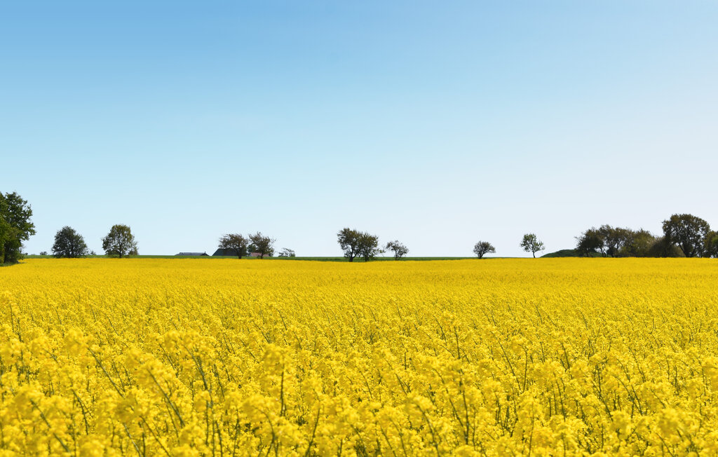 Ferienhaus - Österlen/Tomelilla/Ystad , Schweden - S12248 13