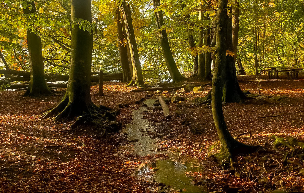 Domy wakacyjne - Österlen/Gyllebo/Simrishamn , Szwecja - S12250 24