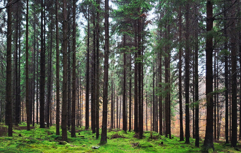 Ferienhaeuser - Höör/Frostavallen , Schweden - S13061 13