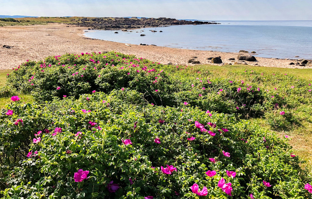 Ferienhaus - Falkenberg , Schweden - S16381 20