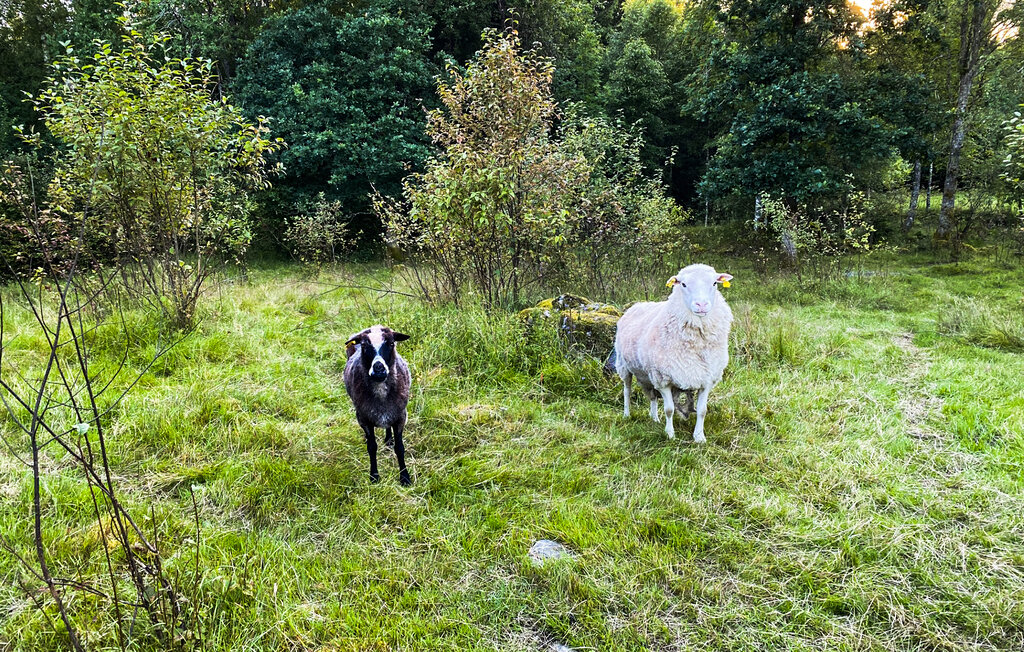 Feriehuse - Hyltebruk/Hylte , Sverige - S16321 11