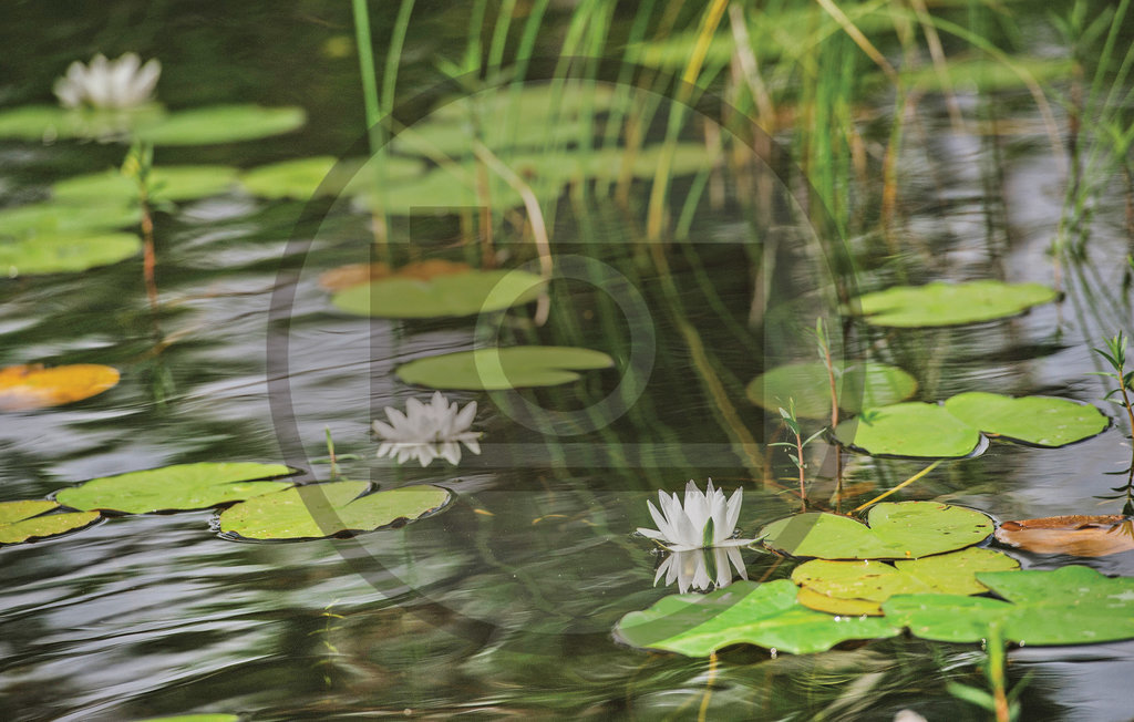 Feriehuse - Holmsjö/Karlskrona , Sverige - S20280 34