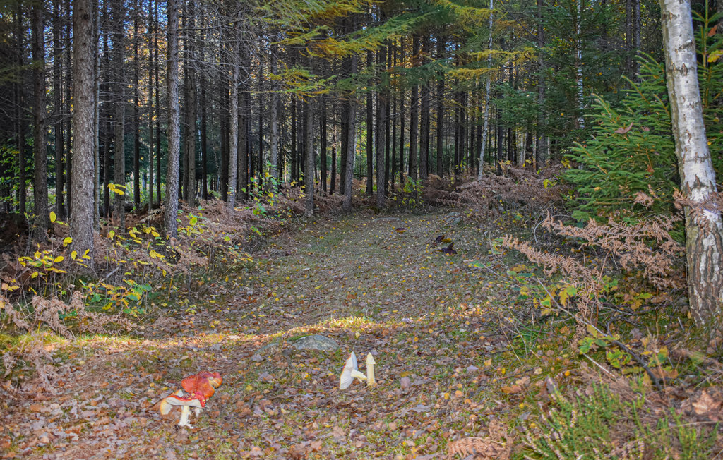 Feriehuse - Olofström/Mörrum/Kyrkhult , Sverige - S20335 14