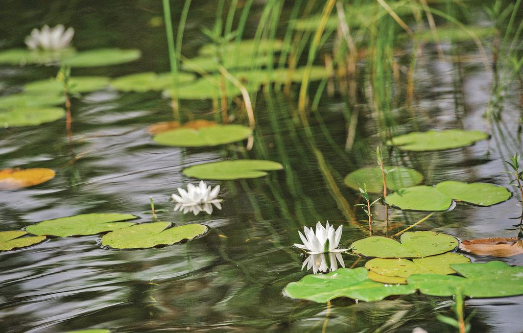 Ferienhaus - Holmsjö/Karlskrona , Schweden - S20009 29
