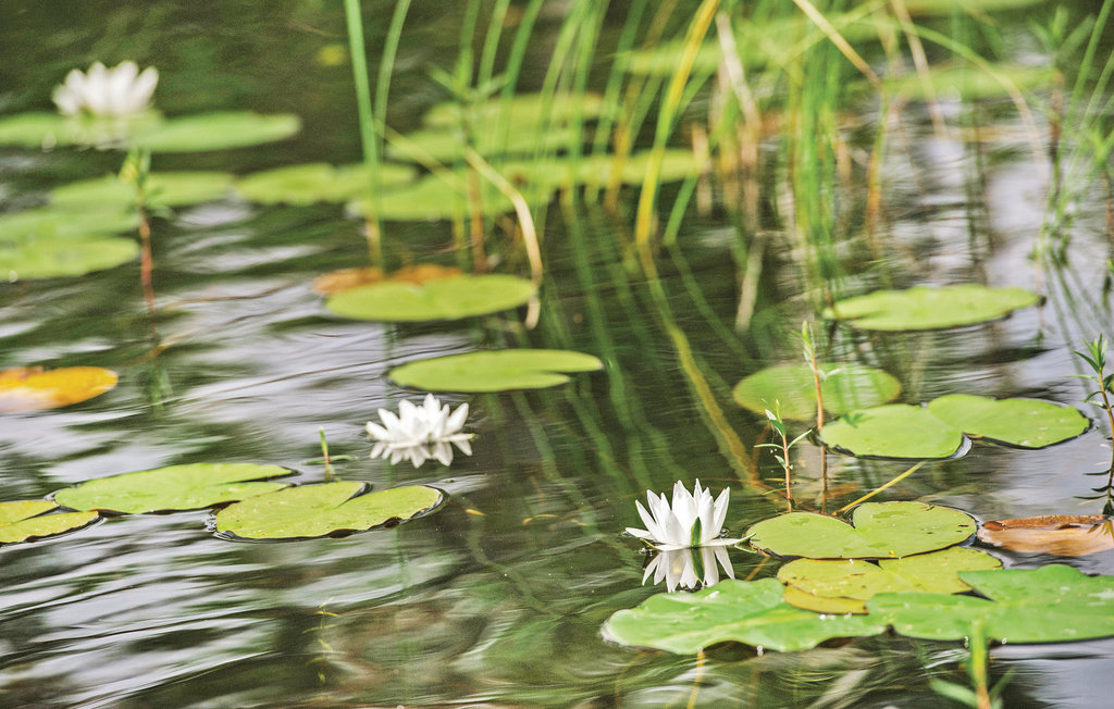 Ferienhaus - Holmsjö/Karlskrona , Schweden - S20010 23