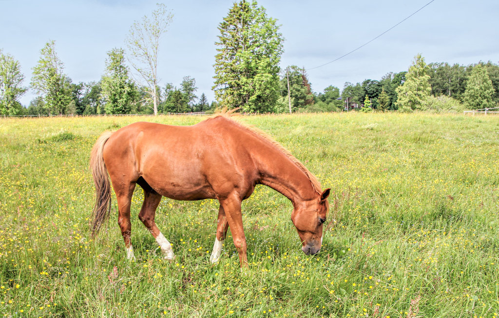 Semesterhus - Växjö , Sverige - S25386 15