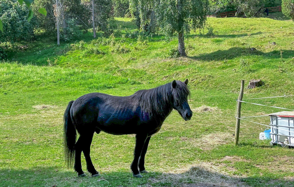 Feriehus - Växjö/Helgasjön/Evedal , Sverige - S25486 21