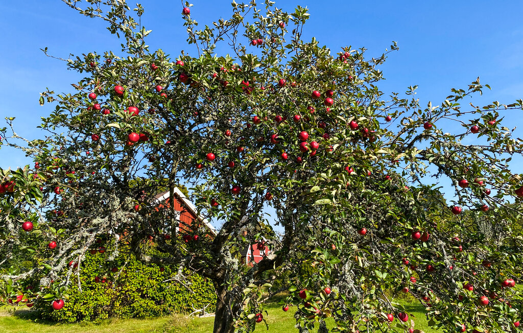 Kuća-za-odmor - Ekholmen Kråksjö , Švedska - S25509 12