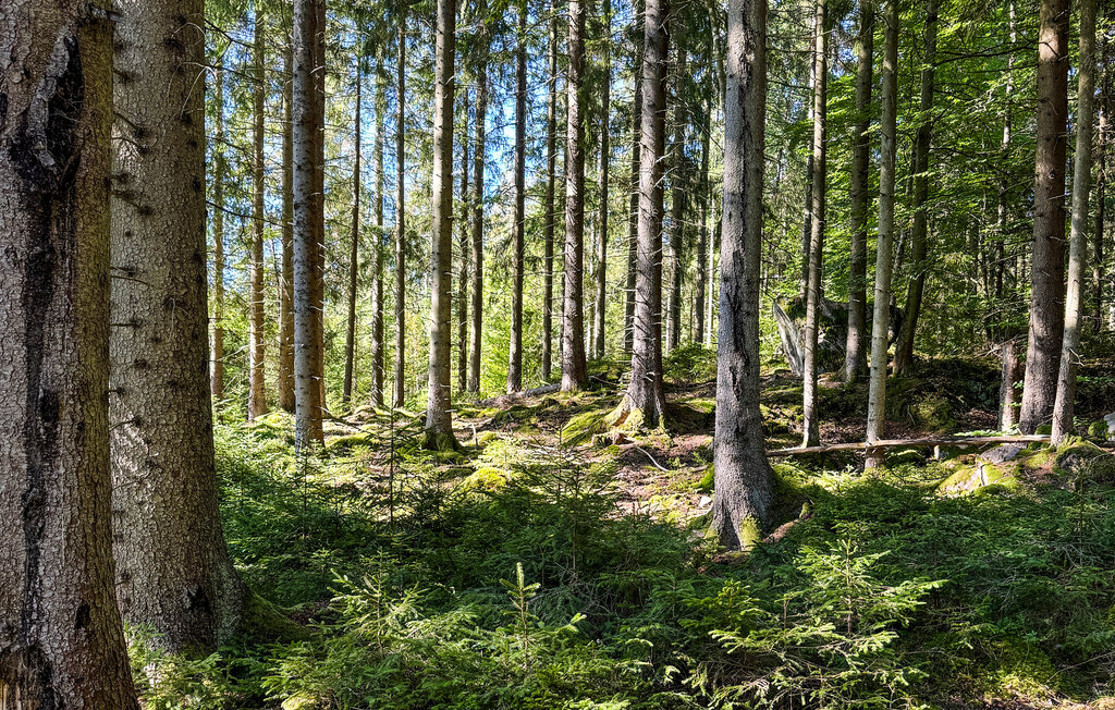 Feriehus - Tingsryd , Sverige - S25488 22