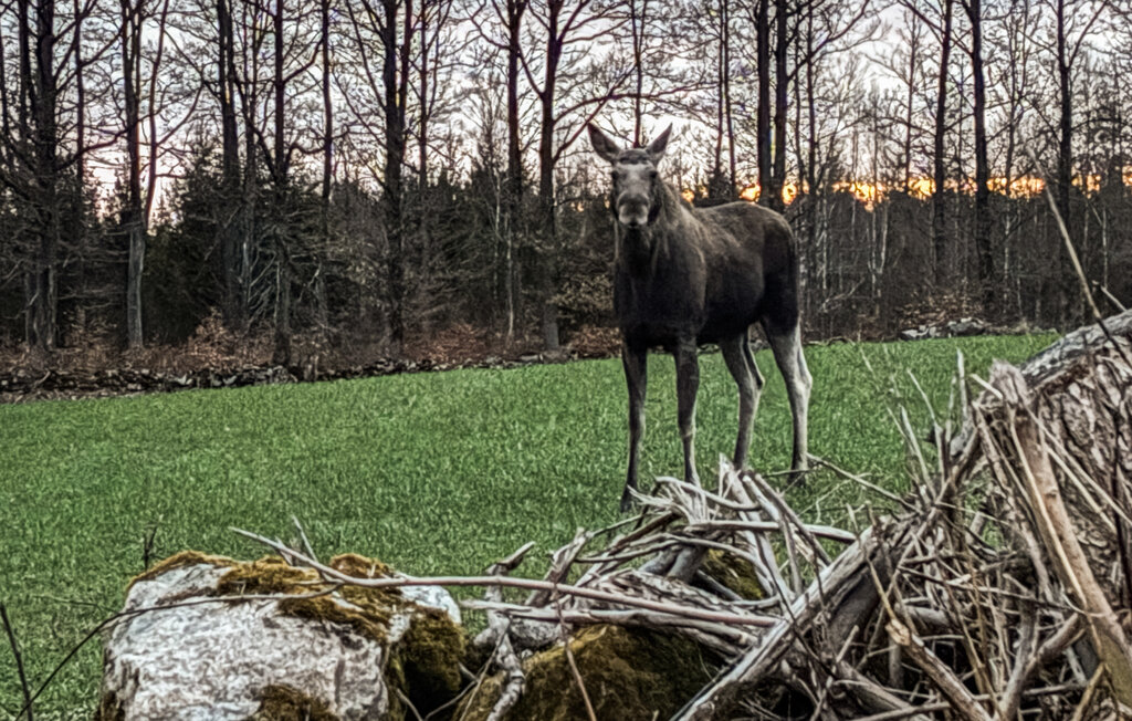Ferienhaeuser - Tingsryd , Schweden - S25537 27