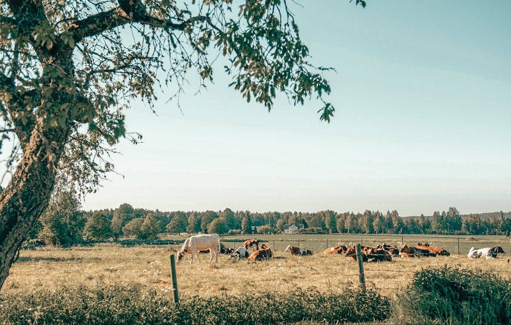 Feriehus - Näfstad/Södra Vi , Sverige - S35113 13