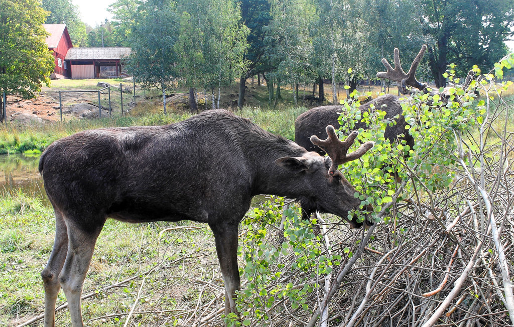 Ferienhaus - Hultsfred/Järnforsen , Schweden - S35554 30