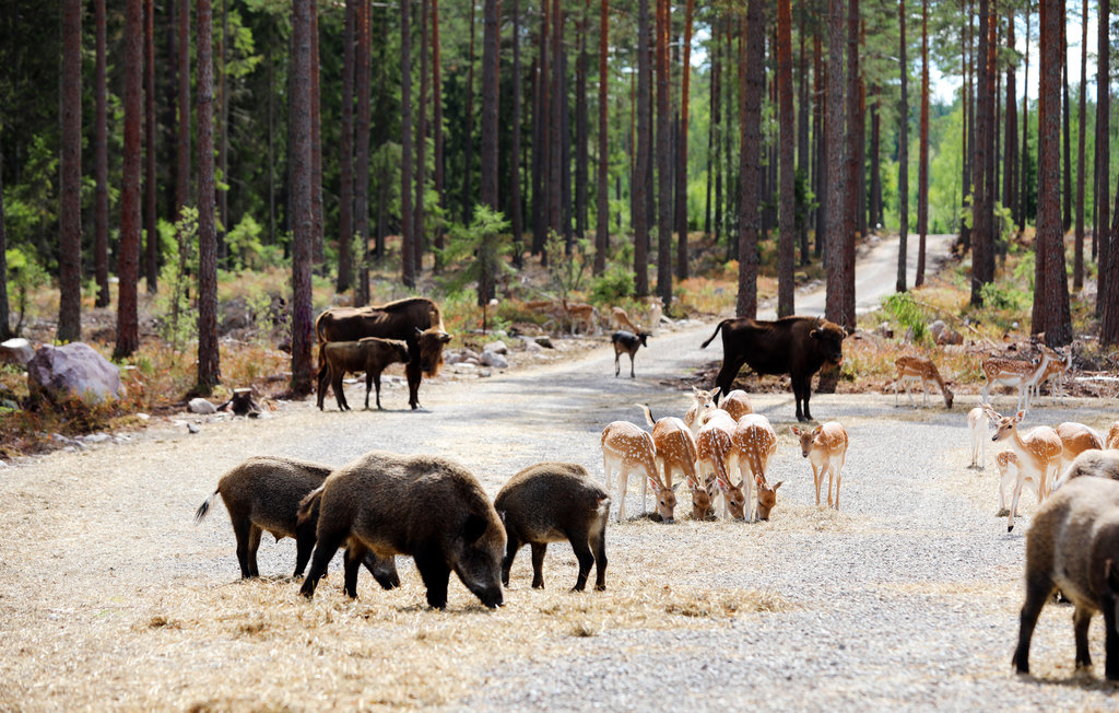 Feriehus - Kosta Lodge , Sverige - S35347 20