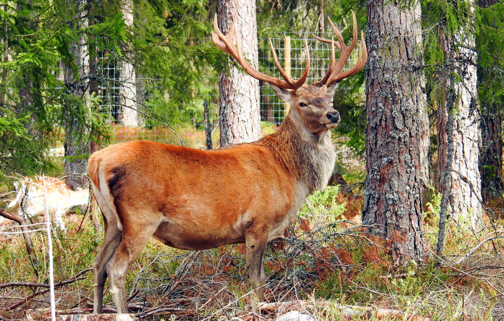 Feriehus - Kosta Lodge , Sverige - S35347 7