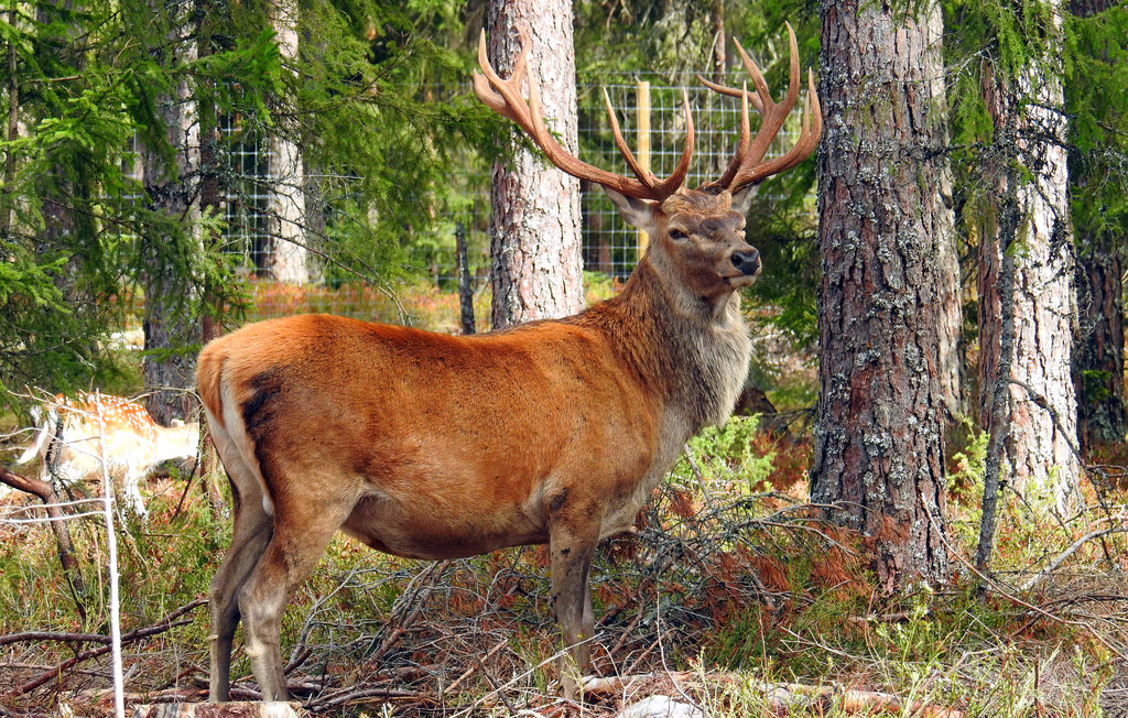 Ferienhaus - Kosta Lodge , Schweden - S35348 21