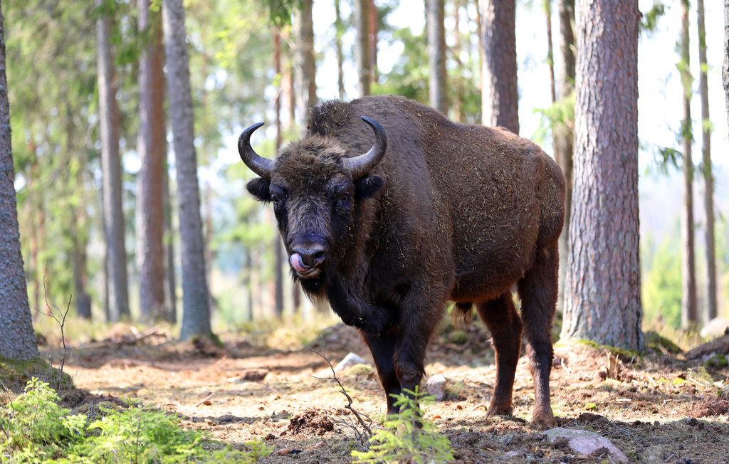 Ferienhaus - Kosta Lodge , Schweden - S35348 22