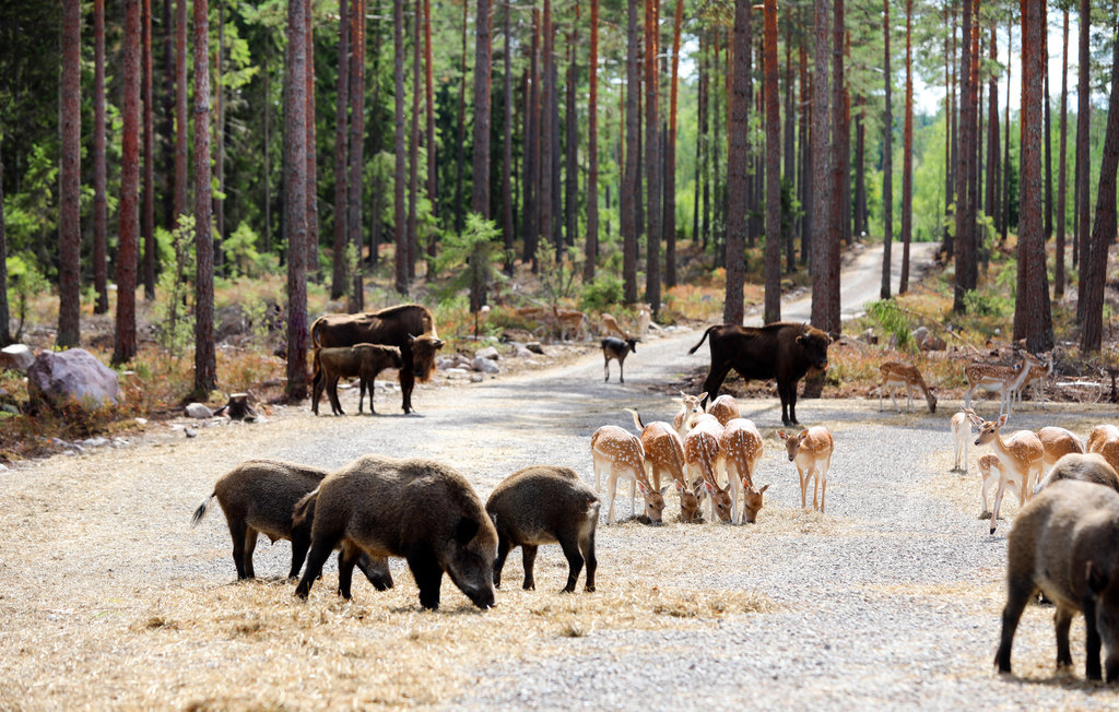 Ferienhaus - Kosta Lodge , Schweden - S35348 19