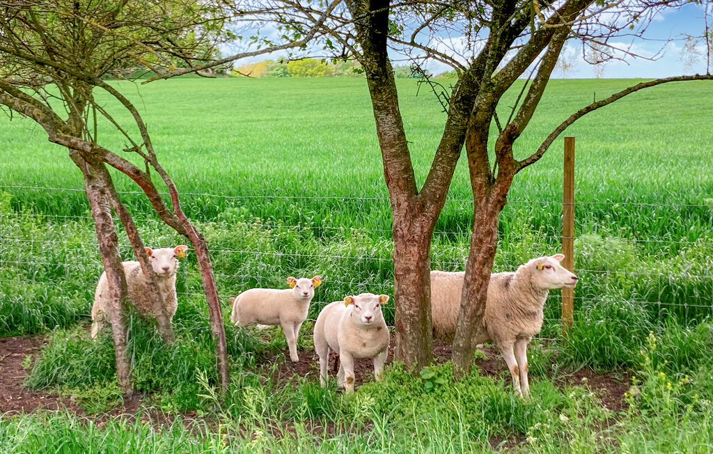 Feriehus - Kalmar/Karlskrona/Bergkvara , Sverige - S35718 5