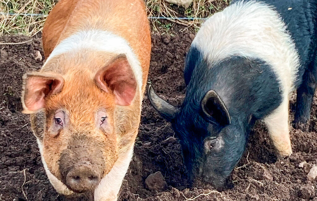 Feriehus - Kalmar/Karlskrona/Bergkvara , Sverige - S35718 13