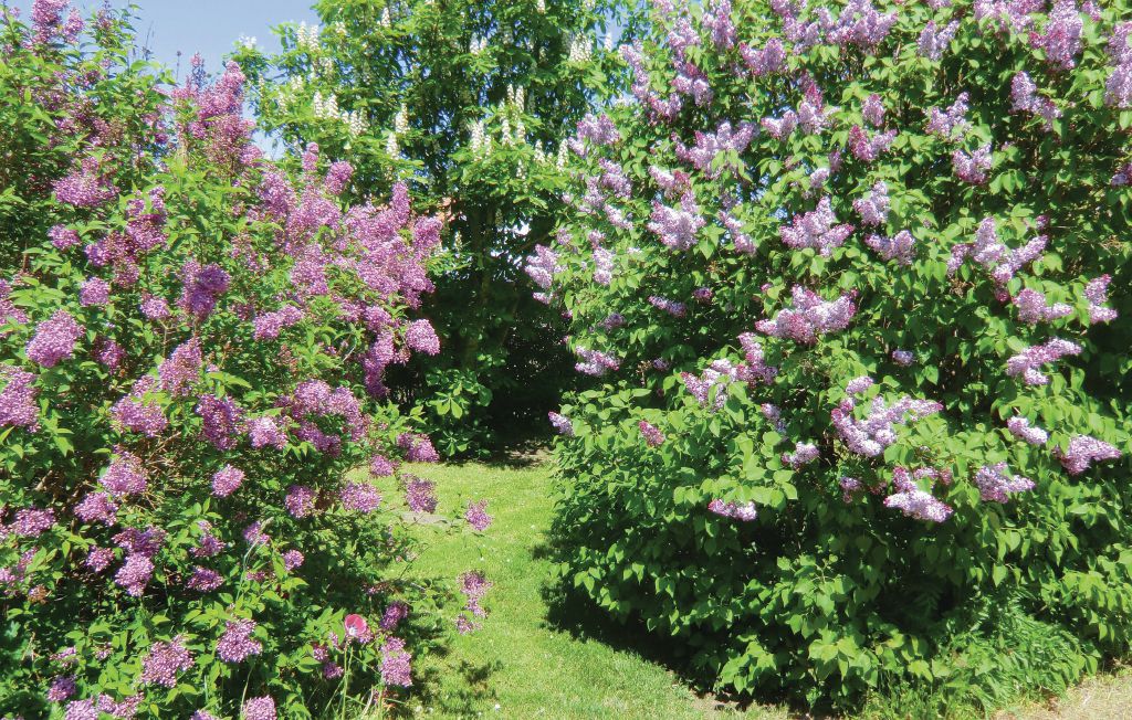 Feriehuse - Möllstorp/Färjestaden , Sverige - S41320 4