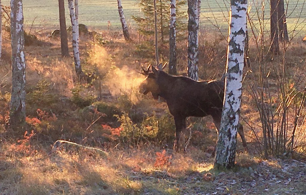 Feriehuse - Sundbyholm/Eskilstuna , Sverige - S43179 15