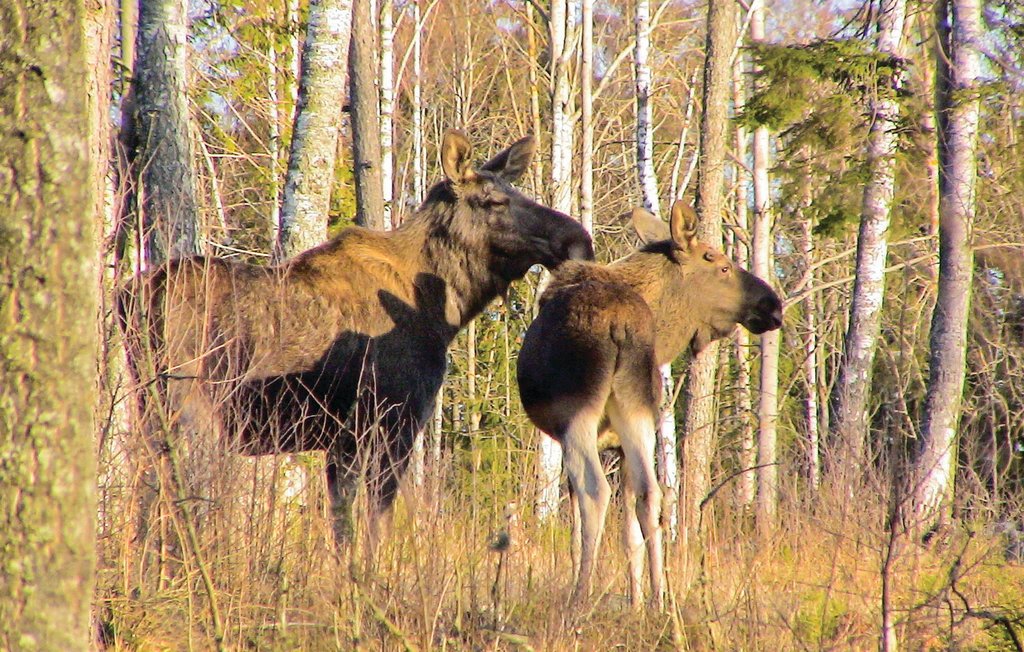 Semesterhus - Båtstadsviken/Östra Viker , Sverige - S45939 33