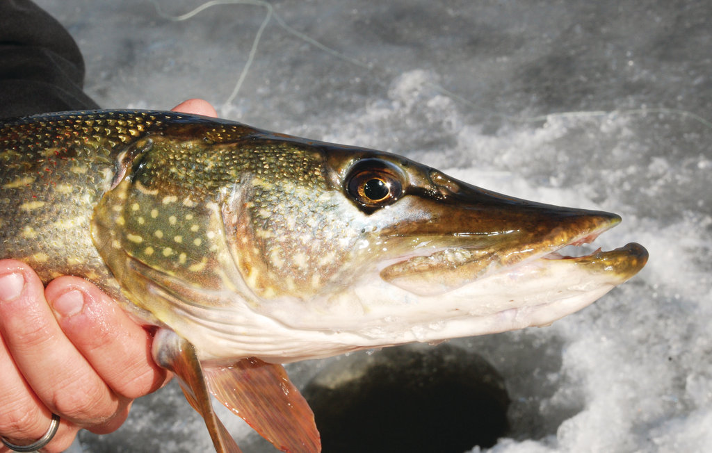 Semesterhus - Båtstadsviken/Östra Viker , Sverige - S45939 38