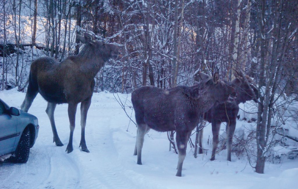 Semesterhus - Sysslebäck , Sverige - S45352 22