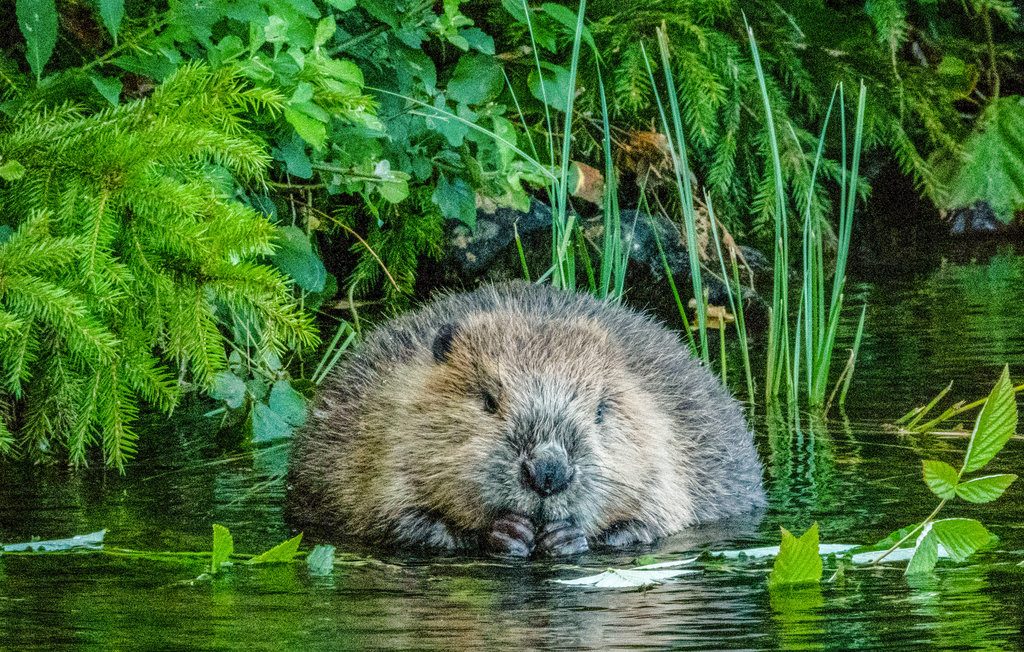Feriehus - Råda , Sverige - S45859 18
