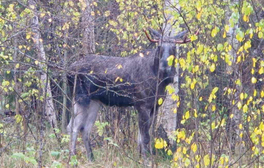 Ferienhaus - Torrskog/Bengtsfors , Schweden - S45166 12