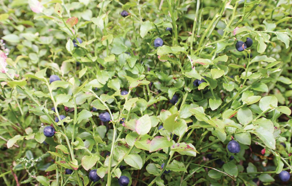 Feriehus - Lyckhem/Säffle , Sverige - S45438 24