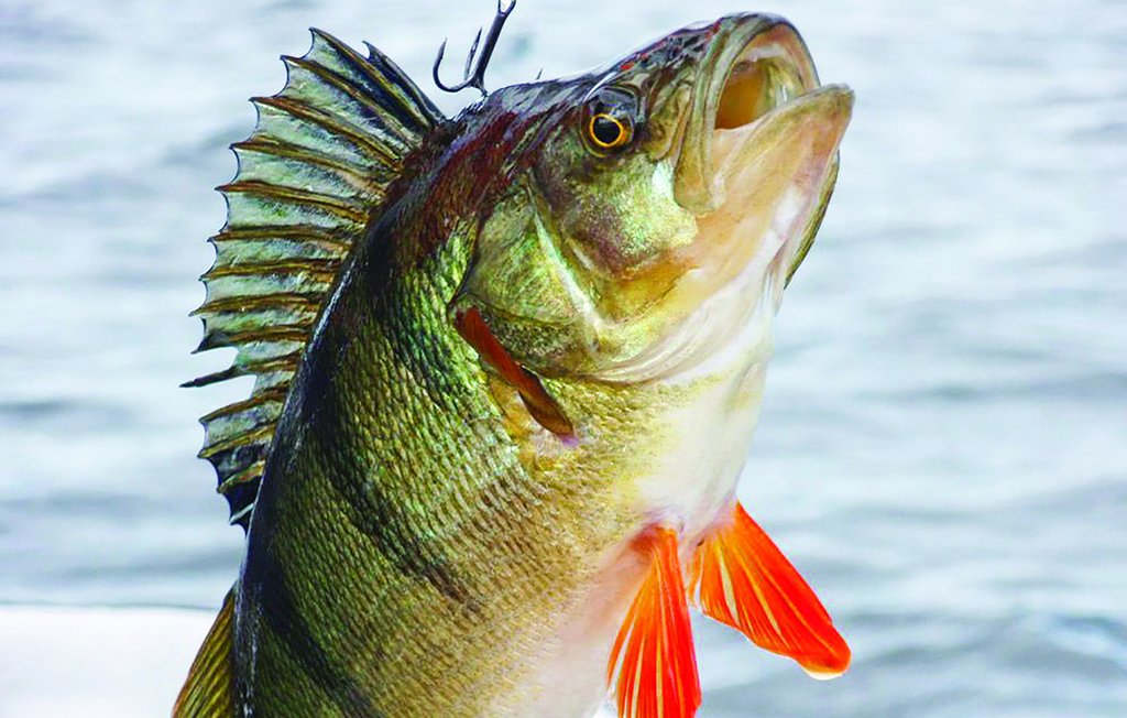 Feriehus - Töcksfors/Årjäng , Sverige - S45003 37