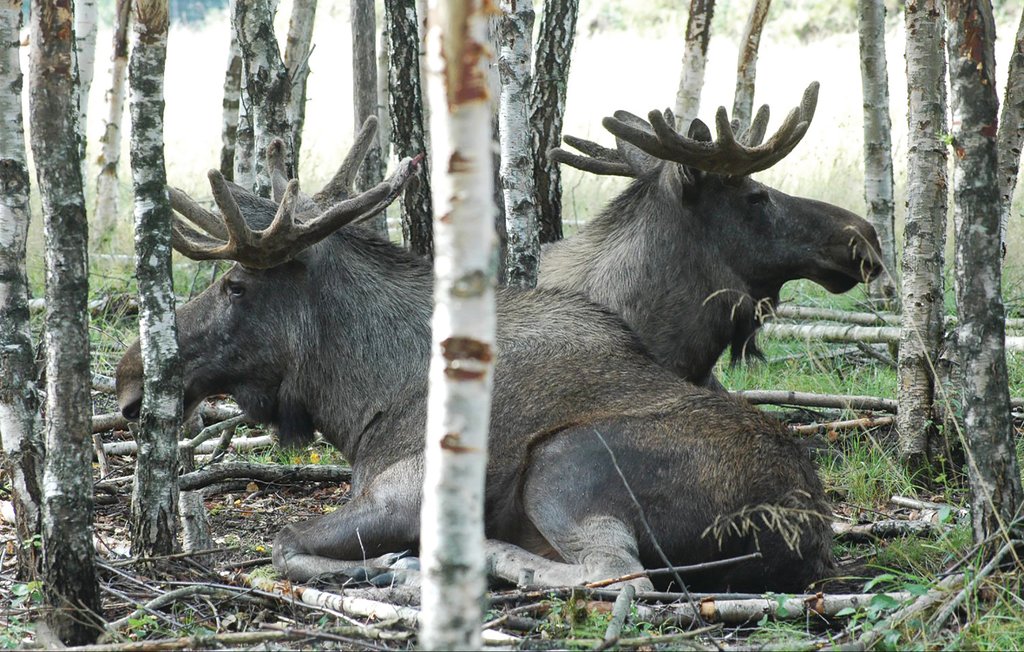 Ferieleilighet - Sunne , Sverige - S45770 2