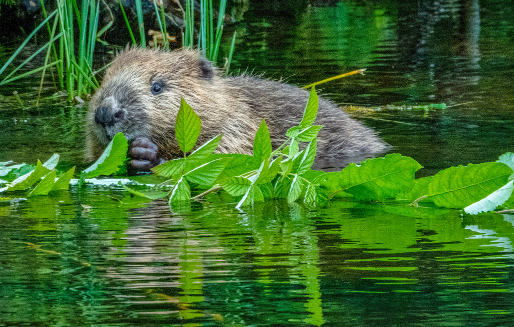 Feriehus - Råda , Sverige - S45859 17