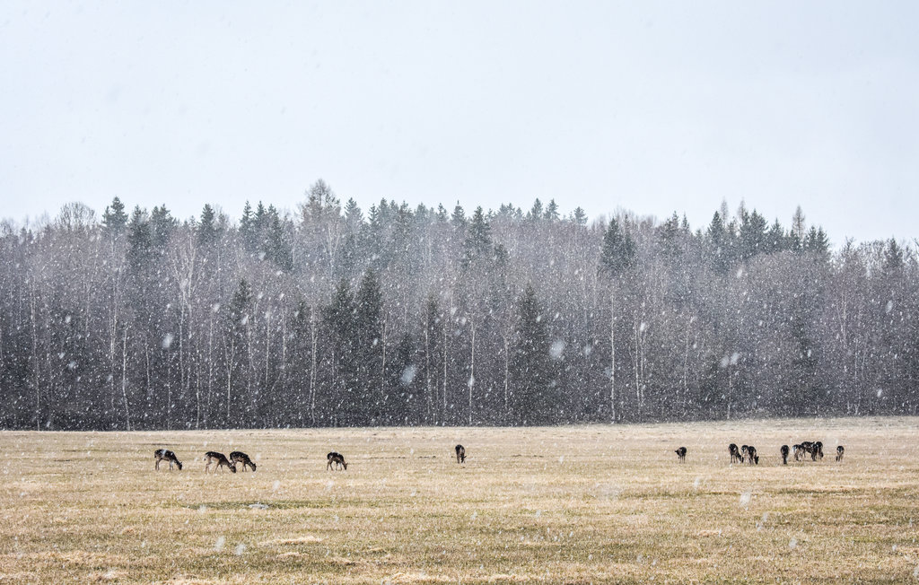 Feriehus - Sollebrunn , Sverige - S50392 14