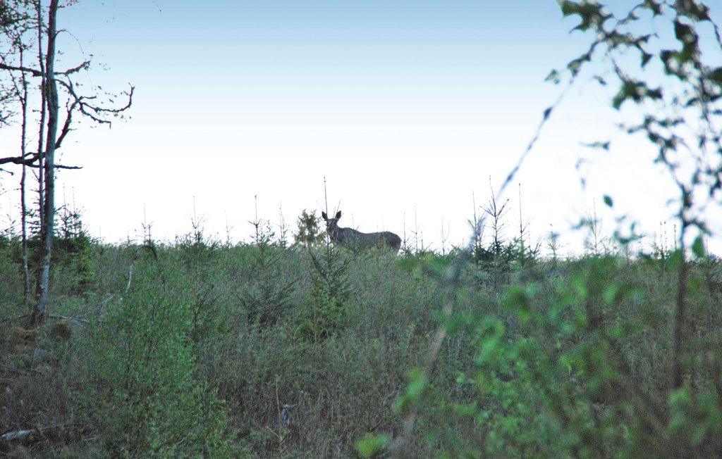 Ferienhaus - Mårdaklev , Schweden - S50042 32
