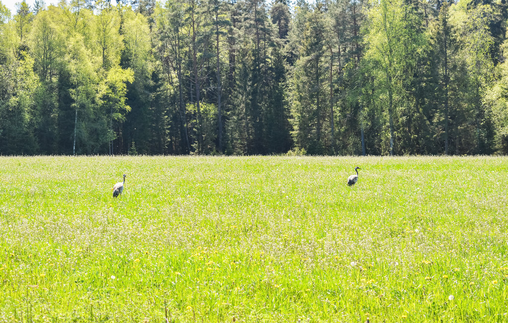 Ferienhaus - Mollaryd , Schweden - S50355 16