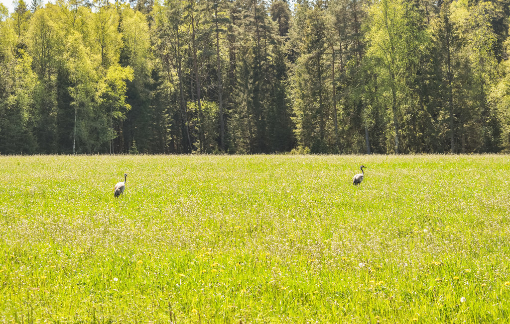 Ferienhaus - Mollaryd , Schweden - S50354 23