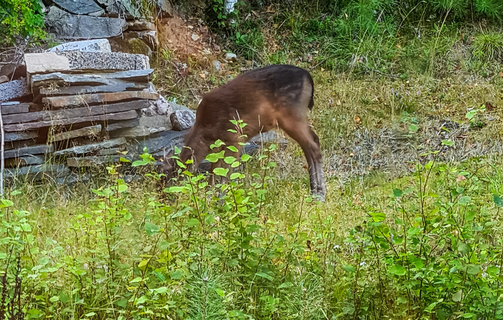 Ferienhaus - Skepplanda , Schweden - S50540 10