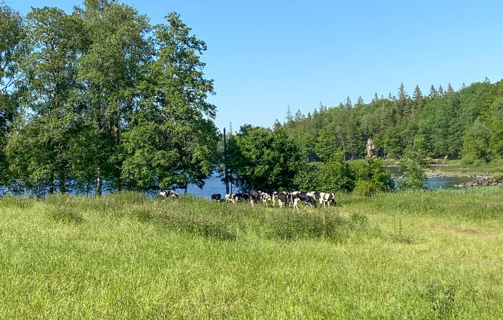 Ferienhaus - Kalv , Schweden - S50221 8