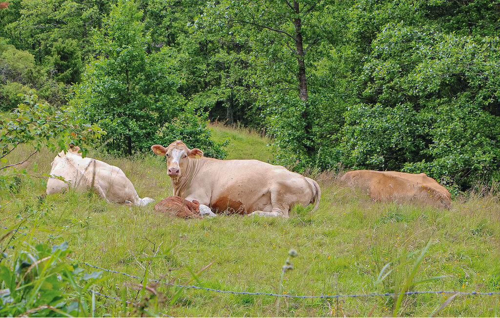 Feriehuse - Fjällbacka/Träsvall , Sverige - S50627 23