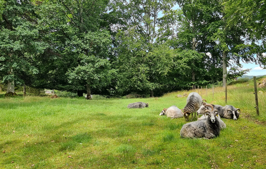 Semesterhus - Torskog / Lilla Edet , Sverige - S50650 18