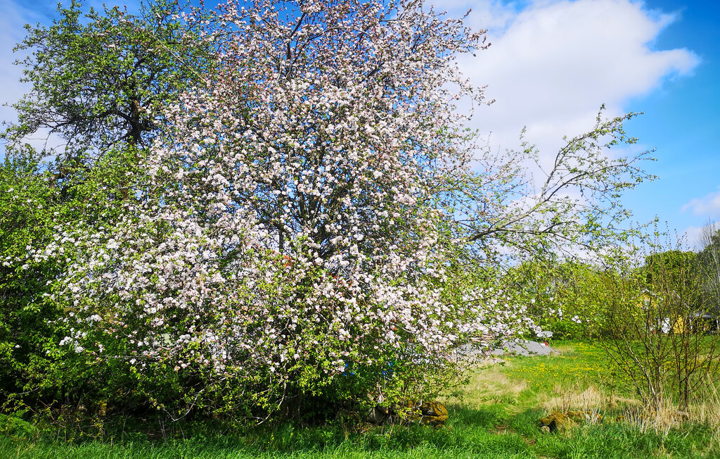 Feriehus - Hattestad/Berghem , Sverige - S50463 15
