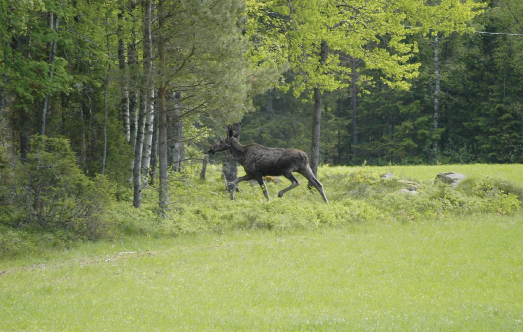 Feriehus - Hedekas , Sverige - S54006 2
