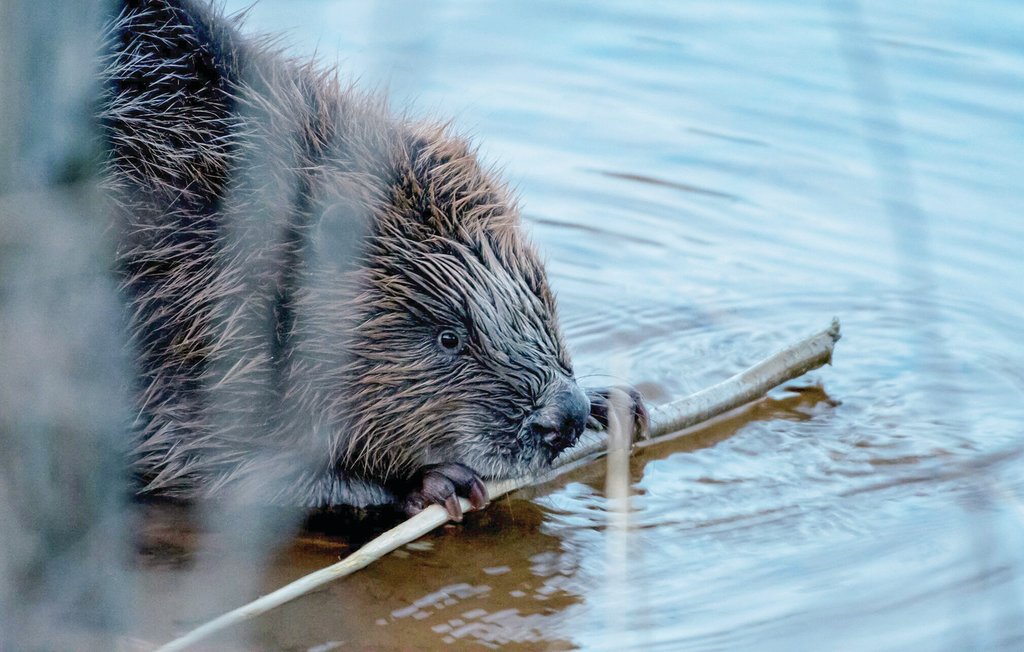 Feriehuse - Kopparberg , Sverige - S64038 28