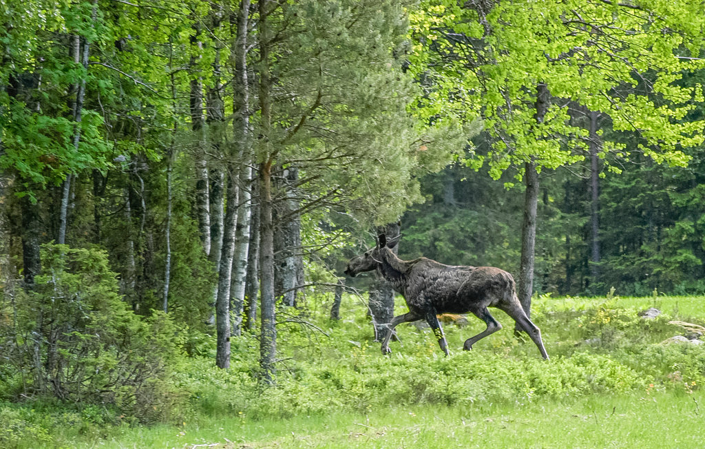 Feriehus - Ekshärad , Sverige - S73189 16