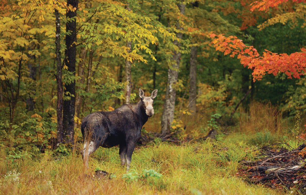 Feriehus - Töcksfors/Årjäng , Sverige - S73110 32