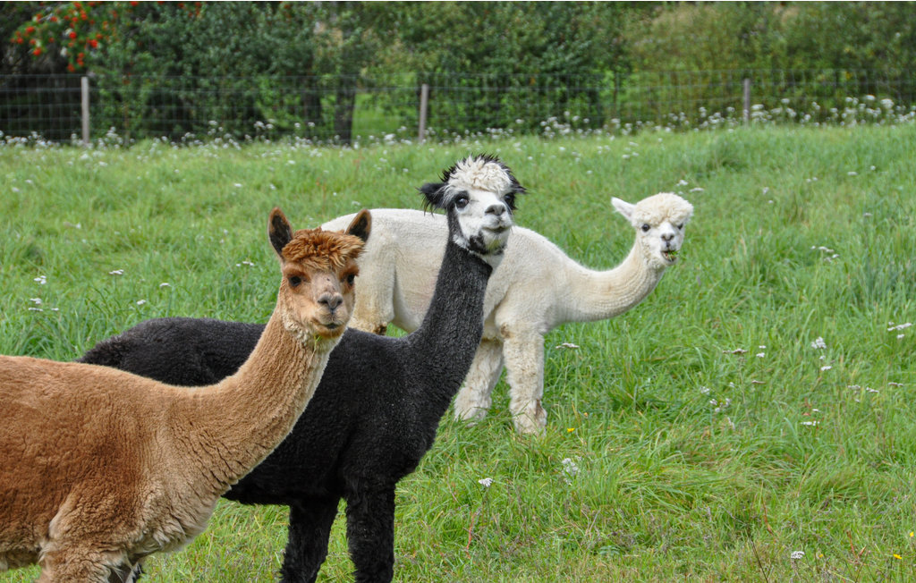 Feriehus - Sunne/Sätterstad , Sverige - S73169 14